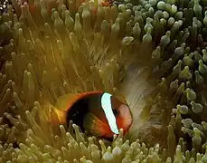 Amphiprion frenatus