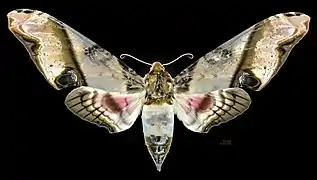 Avers de la femelle(coll.MHNT)