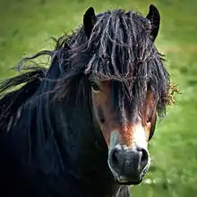 Photo en gros plan de la tête d'un cheval