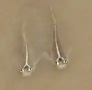 Anableps anableps (Anablepidae)