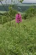 Orchidée pyramidale.