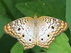 Anartia jatrophae