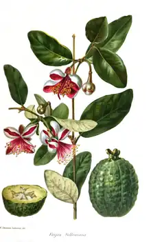 Feijoa sellowania