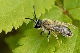 Andrena vaga