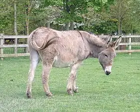 Âne du Cotentin à l'écomusée de la Bintinais.