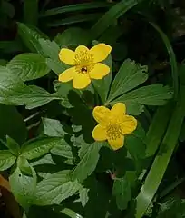 anémone fausse renoncule(Anemone ranunculoides).
