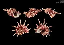 Angaria neocaledonica.