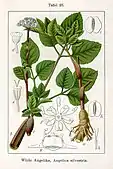 Wilde Angelika, A. silvestris, par Jacob Sturm dans la Deutschlands Flora in Abbildungen nach der Natur mit Beschreibungen, 1796.
