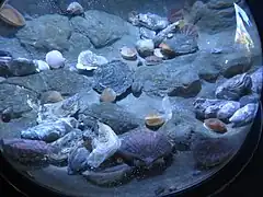 Huîtres, coquilles Saint-Jacques, coquillages