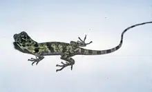 Anolis fraseri