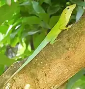 Anolis.