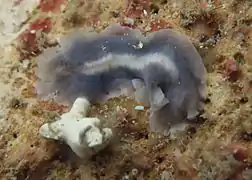 Un plathelminthe de la famille des Anonymidae ou des Cryptocelidae?