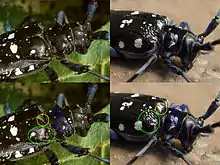 A. glabripennis versus A. chinensis malasiaca