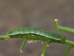 Chenille de papillon Aurore