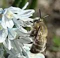 Anthophora plumipes