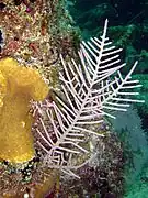Antillogorgia bipinnata&nbsp;(en)