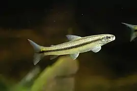 Apareiodon hasemani (Parodontidae)