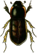 Aphodius obliteratus.