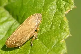 Aphrophora corticea.