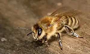 Hymenoptera - Apis mellifera