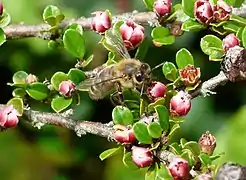 Abeille (Apis mellifera) sur Cotoneaster horizontalis