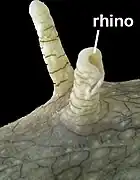 Rhinophores en tubes d'Acanthodoris pilosa