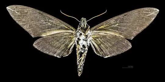 Revers de la femelle MHNT