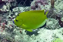 Un poisson-ange à trois taches (Apolemichthys trimaculatus)
