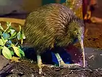 Kiwi brun de l'île du Nord