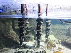 Moules de bouchot de mytiliculture