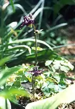 L'ancolie mauve, une espèce endémique des Alpes dinariques