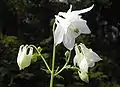 Aquilegia vulgarisforme blanche.
