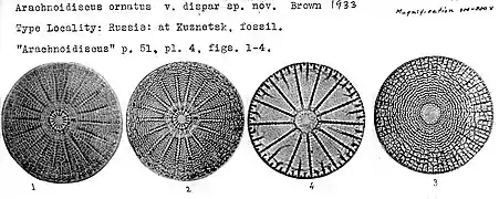 Fossiles de Arachnoidiscus ornatus Ehrenb.