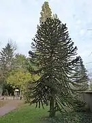 N° 24Désespoir du singe.