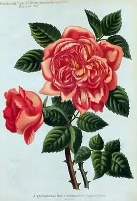 Image illustrative de l’article Archiduchesse Maria Immaculata