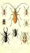 Archives entomologiques, 1857.