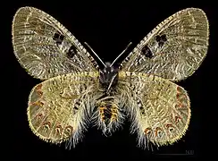 ♀ Face ventrale MHNT