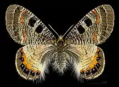 ♀ Face dorsale MHNT