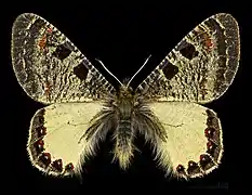 ♂ Face dorsale MHNT