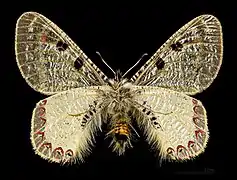 ♂ Face ventrale MHNT