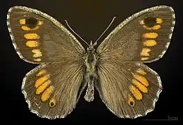 Mâle Muséum de Toulouse