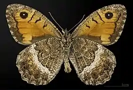 △ Revers du Mâle  Muséum de Toulouse