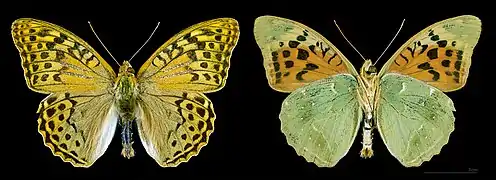 Mâle, dessus à gauche. Espagne, coll. MHNT.