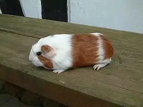 Un cuy âgé de six semaines.