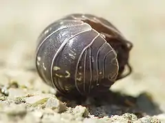 Le Cloporte commun (Armadillidium vulgare).