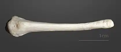 Castor d'Europe  (collection MHNT)