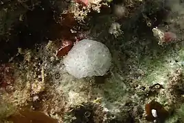 Une éponge du genre Ascandra