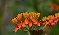 Asclépiade tubéreuse (Asclepias tuberosa)