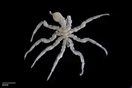 Ascorhynchus compactus, un Pycnogonida (pycnogonide)