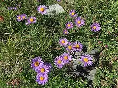 Aster des Alpes (Aster alpinus), à 2&nbsp;500&nbsp;mètres d'altitude, Haute Maurienne.